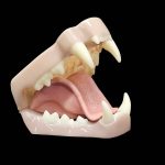 MOUNTAIN LION JAWSET- Base Colour Snarling (Large)