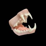 FISHER JAWSET- Base Colour (Medium)