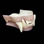 BLACK BEAR 1/2 JAWSET- Base Colour (Medium)