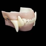 BLACK BEAR 1/2 JAWSET- Base Colour (Large)