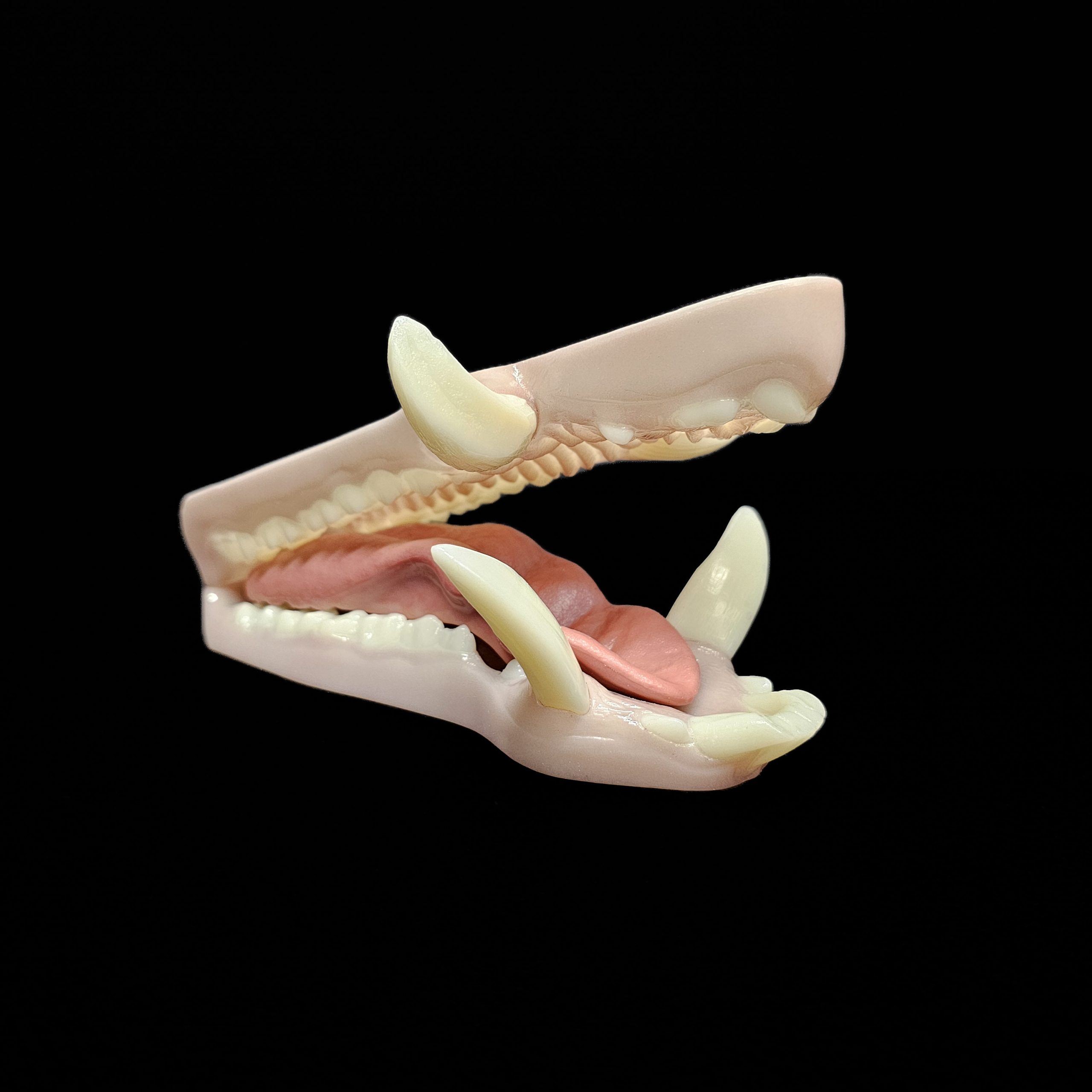 KSJS-26-1 WILD BOAR JAWSET- Base Colour (Large) - Image 1