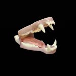 BLACK BEAR JAWSET- Base Colour Slimline Super Snarling (Extra Small)