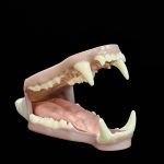 BLACK BEAR JAWSET- Base Colour Slimline Super Snarling (Small)