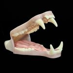 BLACK BEAR JAWSET- Base Colour Slimline Super Snarling (Medium)
