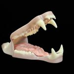 BLACK BEAR JAWSET- Base Colour Slimline Super Snarling (Large)