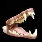 WOLF JAWSET- Base Colour Slimline Super Snarling (Medium)