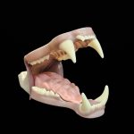BLACK BEAR JAWSET- Base Colour Slimline Super Snarling (Extra Large)