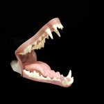 COYOTE JAWSET- Base Colour Slimline Super Snarling (Large)