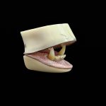 BLACK BEAR 1/2 JAWSET- Pre-painted Relaxed (Extra Small)