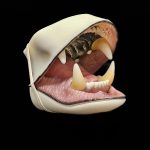 BLACK BEAR 1/2 JAWSET- Pre-painted Relaxed (Large)