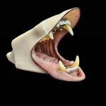 BLACK BEAR JAWSET- Pre-painted Snarling (Small)