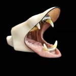 BLACK BEAR JAWSET- Pre-painted Snarling (Medium)