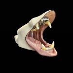 BLACK BEAR JAWSET- Pre-painted Snarling (Large)