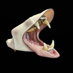 BLACK BEAR JAWSET- Pre-painted Snarling (Extra Large)