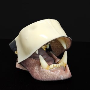 GRIZZLY/ POLAR BEAR 1/2 JAWSET- Pre-painted Relaxed (Medium)