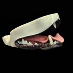 WOLF JAWSET- Pre-painted Panting (Medium)