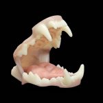 WOLVERINE JAWSET- Base Colour Slimline Snarling (Medium)