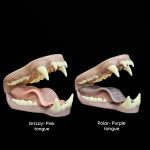 GRIZZLY/ POLAR BEAR JAWSET- Base Colour Snarling (Medium)