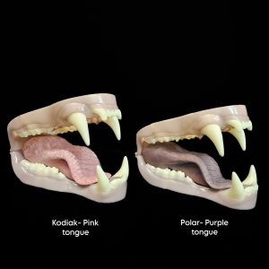 KODIAK/ POLAR BEAR JAWSET- Base Colour Snarling (Medium)