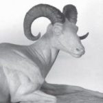 SHEEP-BIG HORN-BHS360-5