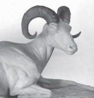 SHEEP___BIG_HORN_4cec175fc0951-400x212 SHEEP-BIG HORN-BHS360-5 - Image 1