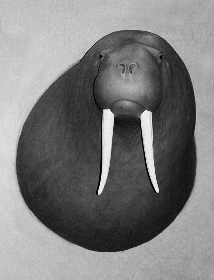 Walrus Form 2 WALRUS-WAL-1 - Image 1