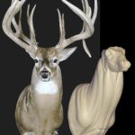 WHITETAIL DEER-91