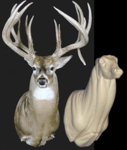 WHITETAIL DEER-91