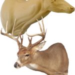 WHITETAIL DEER-118