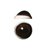 DEER EYES- 30mm Pre-rotated Defined Cornea + Veins Medium