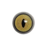 BOBCAT EYES- 16mm W.B