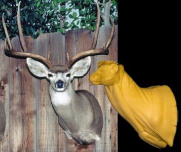 MULE DEER-MD-29