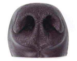 mlmv4wmy BLACK BEAR NOSE- Extra Small - Image 1