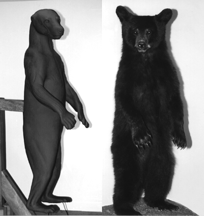 BEAR - Black-BB136 BEAR - Black-BB136