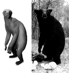 BEAR - Black-BB157 BEAR - Black-BB157