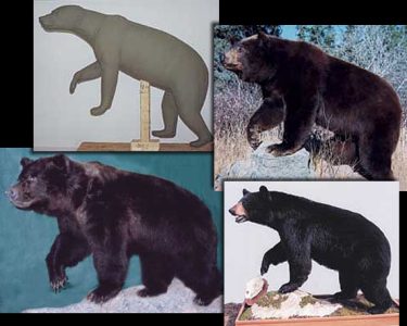 BEAR - Black-BB175