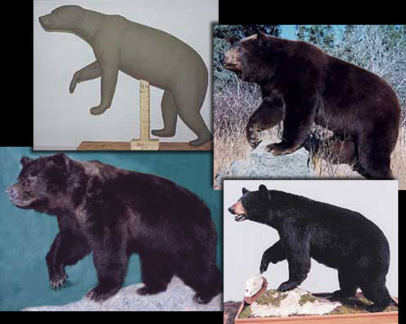 BEAR - Black-BB175 BEAR - Black-BB175
