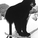 BEAR - Black-BB155-5