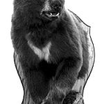 BEAR - Black-BB157-5