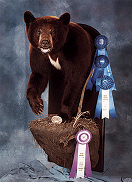 BEAR - Black-BB170-5 BEAR - Black-BB170-5