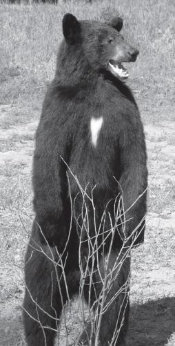 BEAR - Black-BB160-O BEAR - Black-BB160-O