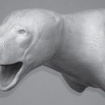 BEAR - Black Shoulder - BBSH-12