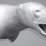 BEAR - Black Shoulder - BBSH-13