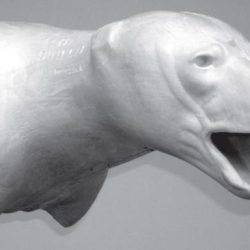 BEAR - Black Shoulder - BBSH-13