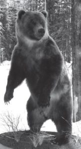 BEAR - Coastal Brown-CBB184