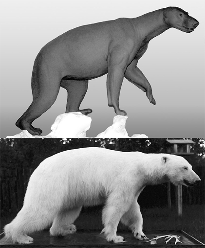 BEAR - Polar-PB88 BEAR - Polar-PB88