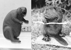 BEAVER-BV1 BEAVER-BV1