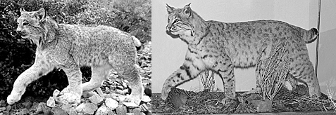 BOBCAT-BC32 BOBCAT-BC32