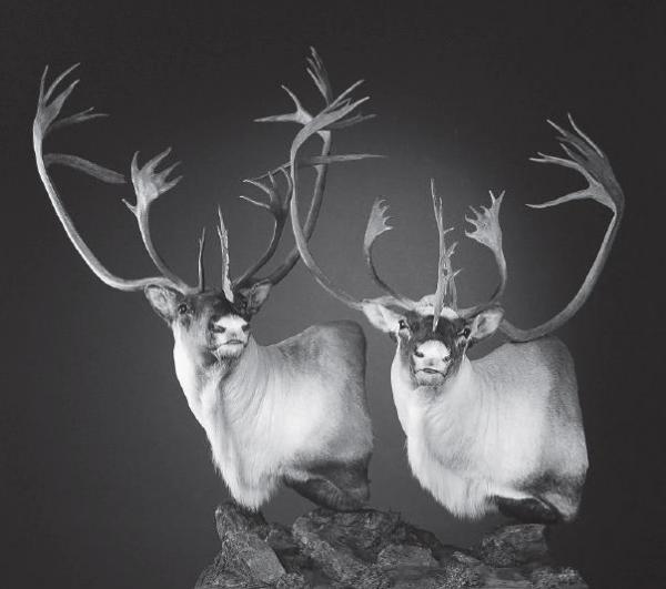 CARIBOU-CCB16 CARIBOU-CCB16