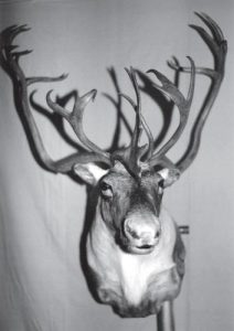 CARIBOU - Que./Lab. Bull-CO2